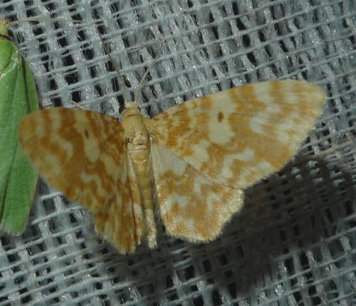 Hydrelia flammeolaria